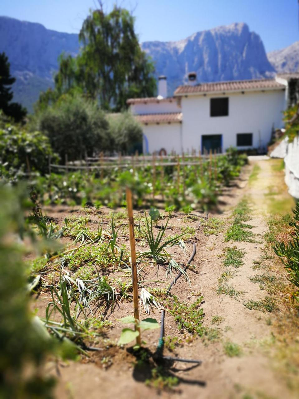 Agriturismo Guthiddai Oliena Exterior photo